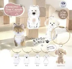 わんこのタイムカプセル 4点セット