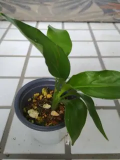 TAE MIZUKAMI様 リクエスト 2点 まとめ商品