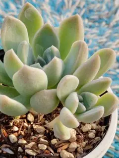 グラプトベリア エレン 多肉植物 苗 - メルカリ