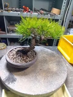 だるま藤盆栽です。花芽付き黒松、赤松、五葉松、真柏盆依頼品です。 だるま藤盆栽です。花芽付き黒松、赤松、五葉松、真柏盆依頼品です