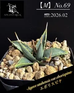 2026年最新】アガベ エボリスピナの人気アイテム - メルカリ