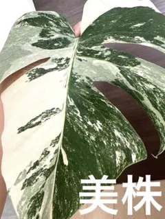2025年最新】斑入りモンステラの人気アイテム - メルカリ