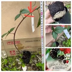 E【おまかせ苗1本・安心のポット苗】ブラックベリートリプルクラウン　 取り木苗