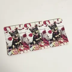 いぬカフェRio まひな トレカ 3枚セット 柴犬 秋葉原店