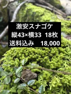 苔 ハイゴケ 送料込み 40㎝✖︎28㎝ 砂ゴケ - メルカリ