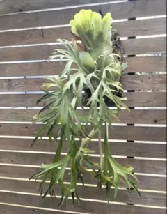P. willinckii 月光爪哇spore 期待値高株 板付可サイズ - メルカリ