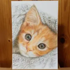 色鉛筆画　手描き　仔猫