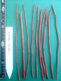 ブルーベリー穂木【オーガニスタ様専用オーダー品】　ブライトウェル、パウダーブルー