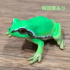 海洋堂 チョコQ チョコエッグ ニホンアマガエル カエルのサムネイル
