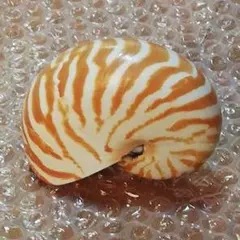 オウムガイ　貝　貝殻　インテリア　置物　 オブジェ　アンティーク　コレクション