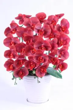 胡蝶蘭9輪3本立レッド陶器鉢 受け皿付き 光触媒品