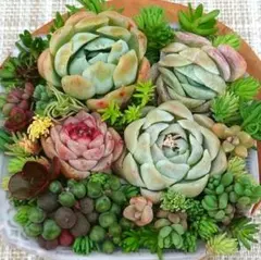 エケベリア&セダムmix&ムラサキブドウ　レア品種　韓国苗　寄植えセット