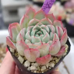 ミラージュ 錦玉園 多肉植物 エケベリア - メルカリ