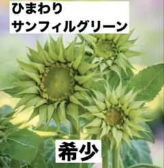 ❤️希少！ひまわり F1 サンフィル グリーン種 １０粒
