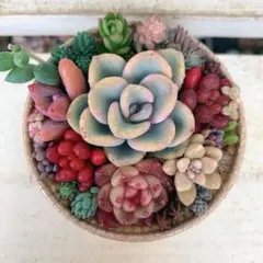 多肉植物詰め合わせ 寄せ植えそのまま飾れる カールカップ セダム《No.a9》