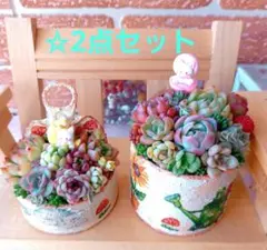 ♥多肉植物♥そのまま飾れる寄せ植え♥茶トラねこちゃんHouse♥ - メルカリ