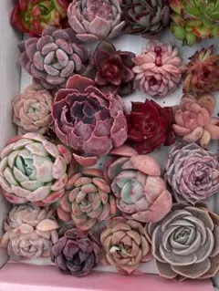 ぷ*読様 B0096 多肉植物 20株セット 厳選品種 韓国苗含む 美株 多肉寄