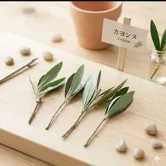 オリーブ 挿し穂 【カヨンヌ】 5本セット 希少品種 剪定直後発送のサムネイル