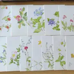 『野の花』 深沢紅子 作　無綴多色刷複製水彩画12枚組　限定350部1981年 受注制作】婦人之友アートセレクション 高精彩複製画 深沢紅子