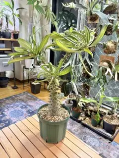 超巨大 パキポディウム バロニー 大株 塊根植物 - メルカリ