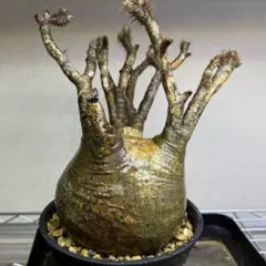 2026年最新】グラキリス 現地球の人気アイテム - メルカリ