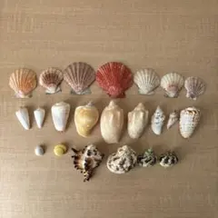 貝殻セット