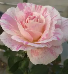 yonerimama様 リクエスト 2点 まとめ商品