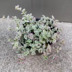 りこ22様 リクエスト 4点 まとめ商品