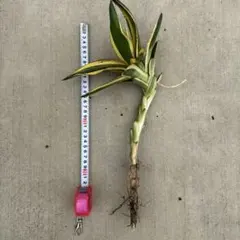 アガベ 斑入り 観葉植物 抜き苗 2株セット - メルカリ