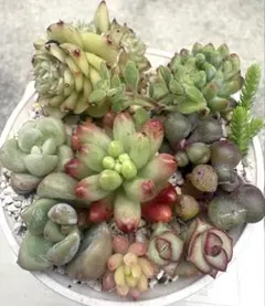 ③本日の気まぐれ 多肉寄植えセット （6.5cm鉢内カット苗全て） - メルカリ