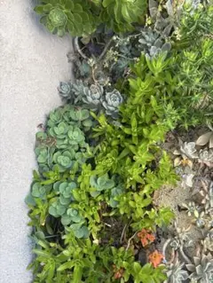 多肉植物　カット苗　2セット　段ボール60サイズ以内　タイムセール