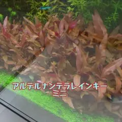 milk様 リクエスト 2点 まとめ商品