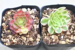 アエオニウム 多肉植物 ナガの女王 約約11cm 抜き苗 - メルカリ