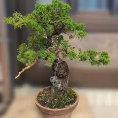 樹高16㎝　激古‼︎十月桜　小品　盆栽　真柏　黒松　五葉松　赤松　梅　楓　薔薇 樹高16㎝ 激古‼︎十月桜 小品 盆栽 真柏 黒松 五葉松 赤松 梅 楓 薔薇