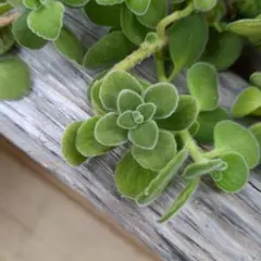 多肉植物 アロマティカス