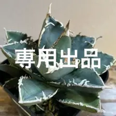 サ*リ様 オークション【REZA産】イランフェア 希少 アガベ