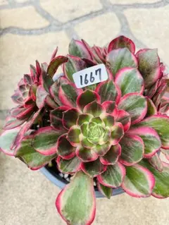 2026年最新】アエオニウムの人気アイテム - メルカリ