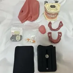 2026年最新】顎模型の人気アイテム - メルカリ