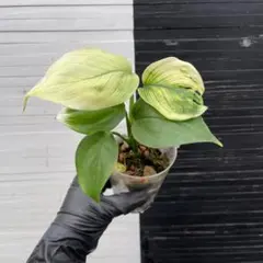 2025年最新】モンステラ ホワイトモンスターの人気アイテム