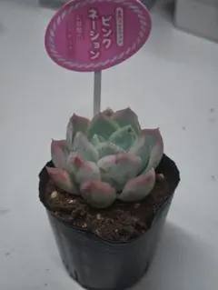 ミックスベリア 風の花 抜き苗 多肉植物 札なし - メルカリ