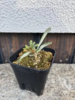 バンクシア ピグミーポッサム 挿し木用枝 3本 - メルカリ