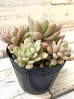 2025年最新】ぼのぼのさん苗の人気アイテム - メルカリ