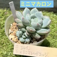 2026年最新】エレイン 多肉の人気アイテム - メルカリ