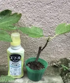 イチジク苗のサムネイル