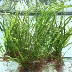 2026年最新】本ナロー ミクロソリウムの人気アイテム - メルカリ