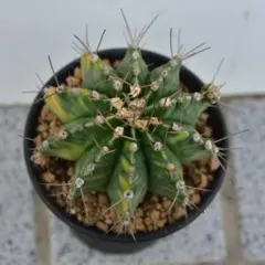 サボテン ギムノカリキウム G.Mihanovichii 綴化【実生】 ギムノカリキウム G.Mihanovichii 綴化棘なし【実生】 - メルカリ