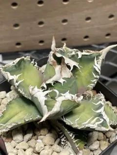 2026年最新】アガベチタノタ白幽霊の人気アイテム - メルカリ