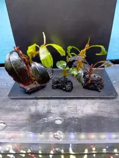 2026年最新】ブセファランドラspの人気アイテム - メルカリ