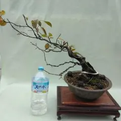 2026年最新】盆栽 山柿の人気アイテム - メルカリ