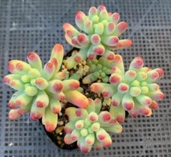 購入済み　No39 薄化粧×乙女心　抜き苗　ゆうパケットポストmini 購入済み No39 薄化粧×乙女心 抜き苗 ゆうパケットポストmini 購入済み